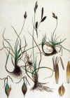 Einzelbild 2 Frühlings-Segge - Carex caryophyllea
