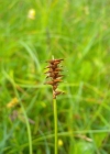 Einzelbild 3 Davalls Segge - Carex davalliana