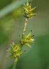 Einzelbild 2 Igelfrüchtige Segge - Carex echinata