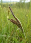 Einzelbild 2 Schlaffe Segge - Carex flacca