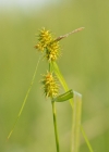 Einzelbild 3 Gewöhnliche Gelbe Segge - Carex flava
