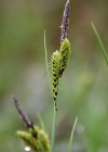Einzelbild 1 Braune Segge - Carex nigra