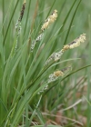 Einzelbild 3 Braune Segge - Carex nigra