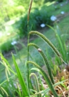 Einzelbild 1 Hänge-Segge - Carex pendula