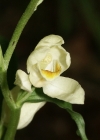 Einzelbild 4 Weisses Waldvögelein - Cephalanthera damasonium
