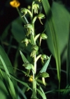 Einzelbild 3 Grüne Hohlzunge - Coeloglossum viride