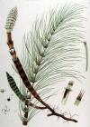 Einzelbild 2 Riesen-Schachtelhalm - Equisetum telmateia