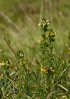 Einzelbild 2 Zwerg-Augentrost - Euphrasia minima