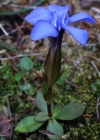 Einzelbild 3 Frühlings-Enzian - Gentiana verna