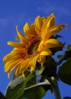 Einzelbild 2 Einjährige Sonnenblume - Helianthus annuus