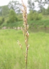 Einzelbild 3 Flaum-Wiesenhafer - Helictotrichon pubescens