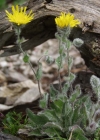 Einzelbild 4 Zottiges Habichtskraut - Hieracium villosum