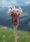 Einzelbild 1 Grüner Alpenlattich - Homogyne alpina