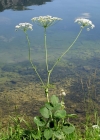 Einzelbild 3 Breitblättriges Laserkraut - Laserpitium latifolium