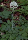 Einzelbild 4 Breitblättriges Laserkraut - Laserpitium latifolium