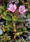 Einzelbild 2 Alpenazalee - Loiseleuria procumbens