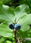 Einzelbild 2 Blaue Heckenkirsche - Lonicera caerulea