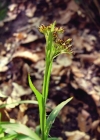 Einzelbild 4 Gewöhnliche Wald-Hainsimse - Luzula sylvatica