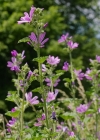 Einzelbild 4 Wilde Malve - Malva sylvestris