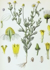 Einzelbild 3 Echte Kamille - Matricaria chamomilla