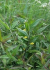 Einzelbild 3 Wiesen-Wachtelweizen - Melampyrum pratense