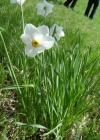 Einzelbild 3 Weisse Narzisse - Narcissus poëticus aggr.