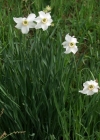 Einzelbild 4 Weisse Narzisse - Narcissus poëticus aggr.