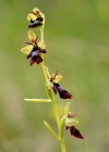 Einzelbild 3 Fliegen-Ragwurz - Ophrys insectifera