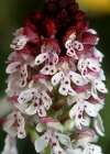 Einzelbild 2 Schwärzliches Knabenkraut - Orchis ustulata