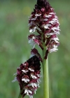 Einzelbild 3 Schwärzliches Knabenkraut - Orchis ustulata