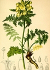 Einzelbild 4 Blattreiches Läusekraut - Pedicularis foliosa