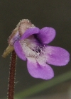 Einzelbild 3 Gemeines Fettblatt - Pinguicula vulgaris