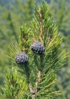 Einzelbild 3 Arve - Pinus cembra