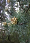 Einzelbild 1 Aufrechte Berg-Föhre - Pinus mugo subsp. uncinata