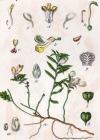Einzelbild 2 Buchsblättrige Kreuzblume - Polygala chamaebuxus