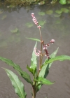 Einzelbild 3 Pfirsichblättriger Knöterich - Polygonum persicaria