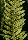 Einzelbild 3 Gemeiner Tüpfelfarn - Polypodium vulgare