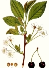 Einzelbild 2 Süsskirsche - Prunus avium
