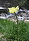 Einzelbild 2 Schwefel-Anemone - Pulsatilla alpina subsp. apiifolia