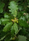 Einzelbild 1 Trauben-Eiche - Quercus petraea
