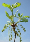 Einzelbild 2 Flaum-Eiche - Quercus pubescens