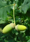 Einzelbild 1 Stiel-Eiche - Quercus robur