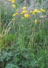 Einzelbild 3 Scharfer Hahnenfuss - Ranunculus acris