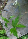 Einzelbild 2 Platanenblättriger Hahnenfuss - Ranunculus platanifolius