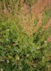 Einzelbild 4 Schildblättriger Ampfer - Rumex scutatus