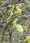 Einzelbild 2 Sal-Weide - Salix caprea