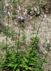 Einzelbild 3 Echtes Seifenkraut - Saponaria officinalis