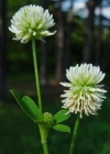 Einzelbild 4 Berg-Klee - Trifolium montanum