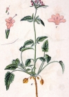 Einzelbild 4 Dreiblatt-Baldrian - Valeriana tripteris