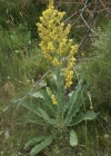 Einzelbild 4 Lampen-Königskerze - Verbascum lychnitis